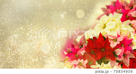 frame of pink poinsettia flower or christmas star 70834939