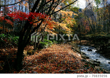 紅葉と川 紅葉と川 70835056