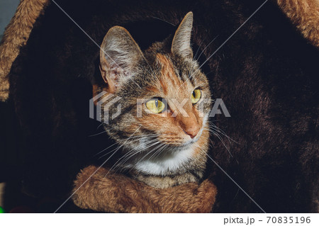 cute black and orange cat in a pet house. cute black and orange cat in a pet house. 70835196