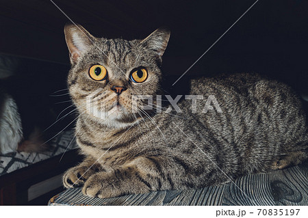 british cat at home sitting under the closet. 70835197