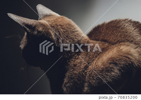 close up portrait of cute little black cat with beautiful eyes, homeless cat , details of cat face, animals portrait. close up portrait of cute little black cat with beautiful eyes, homeless cat , details of cat face, animals portrait. 70835200