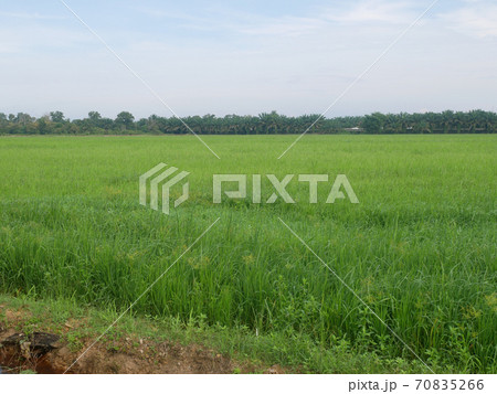 View of rice field or paddy field. Rice is planted in muddy and flat land. View of rice field or paddy field. Rice is planted in muddy and flat land. 70835266