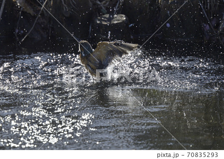 カワセミ カワセミ 70835293