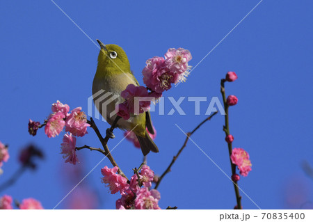 ウメジロ ウメジロ 70835400