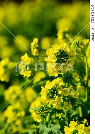 冬の花の美術館に咲いた菜の花の写真素材