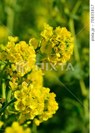 冬の花の美術館に咲いた菜の花の写真素材