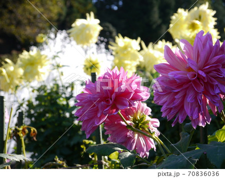 町田ダリア園 70836036