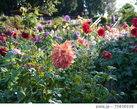 町田ダリア園 70836038