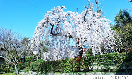 京都  辨財天長健寺 春の風景 70836154