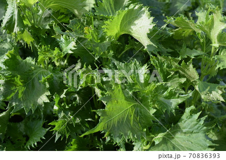 シソ畑 夏野菜 70836393