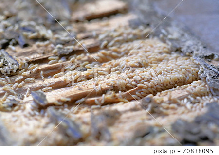 床に群がるシロアリ(ヤマトシロアリ) 床に群がるシロアリ(ヤマトシロアリ) 70838095