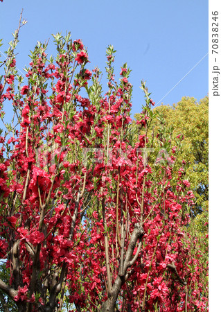 ハナモモ 70838246