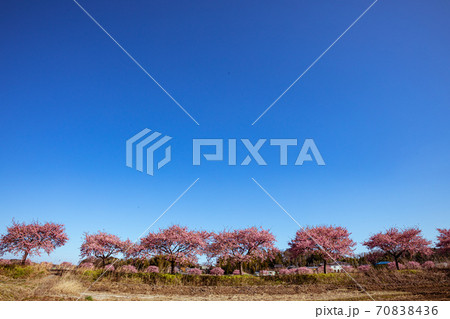 春が来た、野にも川にも桜満開 70838436