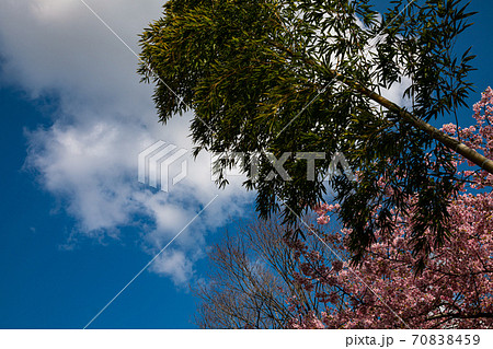 春が来た、野にも川にも桜満開 春が来た、野にも川にも桜満開 70838459