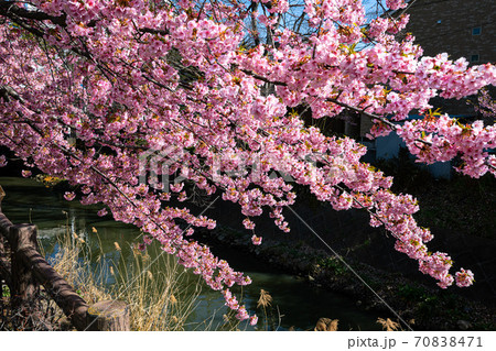 春が来た、野にも川にも桜満開 春が来た、野にも川にも桜満開 70838471