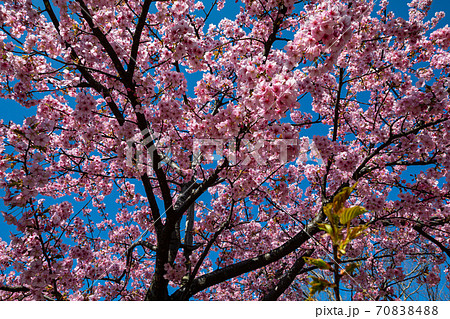 春が来た、野にも川にも桜満開 70838488