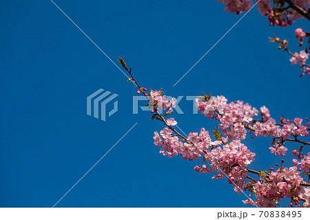 春が来た、野にも川にも桜満開 春が来た、野にも川にも桜満開 70838495