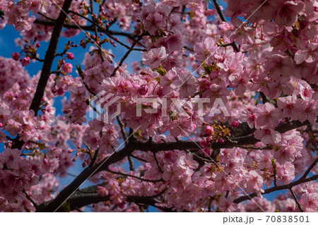春が来た、野にも川にも桜満開 70838501
