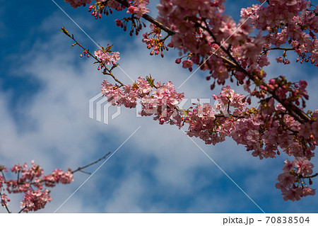 春が来た、野にも川にも桜満開 70838504