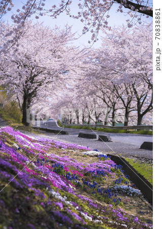 涌谷町の桜回廊006 涌谷町の桜回廊006 70838861