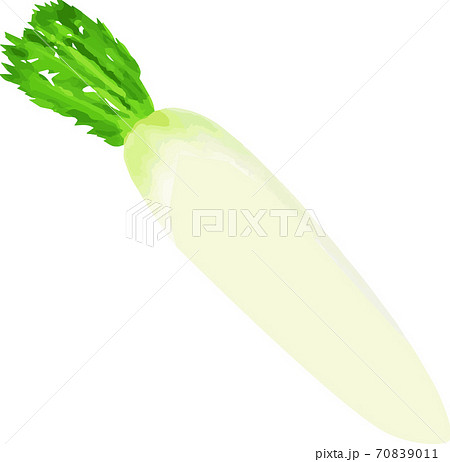 シンプルな大根のイラストのイラスト素材