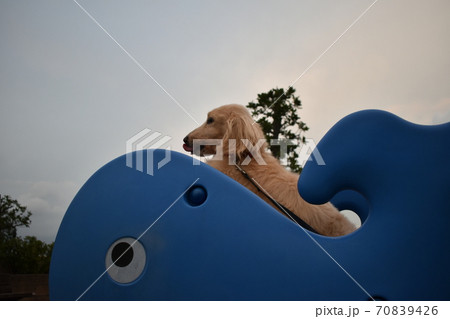 犬とクジラのスプリング遊具の写真素材