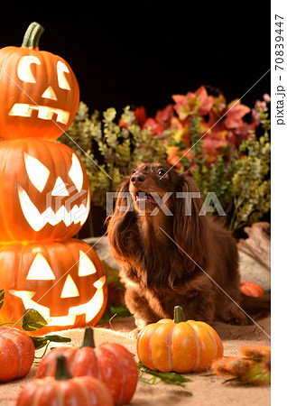 ハロウィン背景でおすましするミニチュアダックスフンドの写真素材 [70839447] - PIXTA