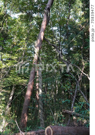 木に巻き付く木 木に巻き付く木 70839477