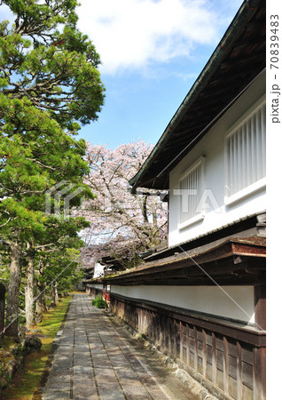 高野山　清浄心院の傘桜 70839483