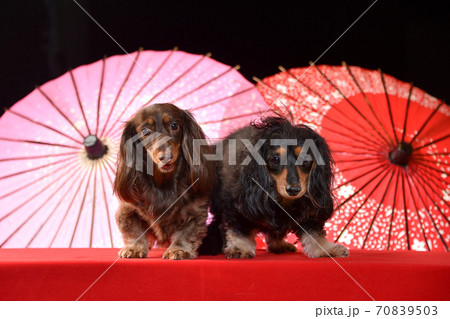 年賀、お正月背景でおすましするミニチュアダックスフンド 70839503