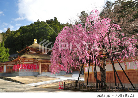 清浄心院とシダレ桜 70839523