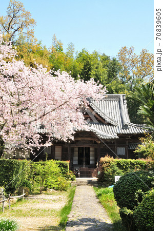 十禅律院本堂と桜 70839605