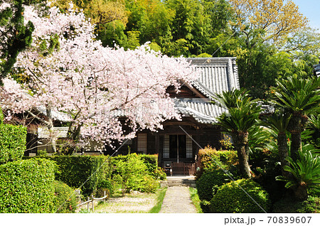 十禅律院本堂と桜 70839607