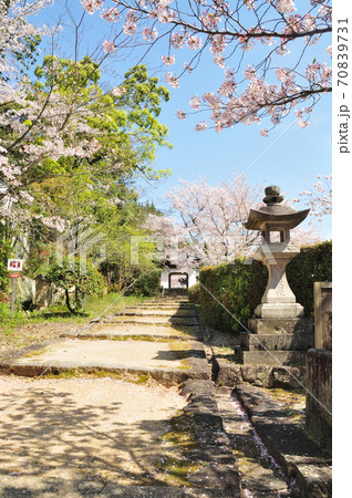 十禅律院 山門(竜宮門)の桜 十禅律院 山門(竜宮門)の桜 70839731