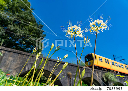 三重県いなべ市　北勢線のめがね橋を通り過ぎる黄色い電車と白い彼岸花 70839934