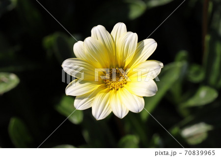 秋の花壇に咲くガザニアの黄色い花の写真素材