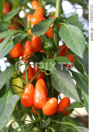 観賞用の唐辛子 70840212
