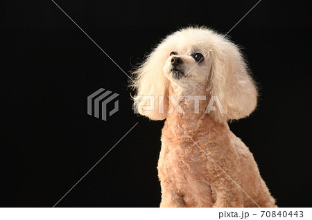 トイプードルのシンプルポートレート 70840443