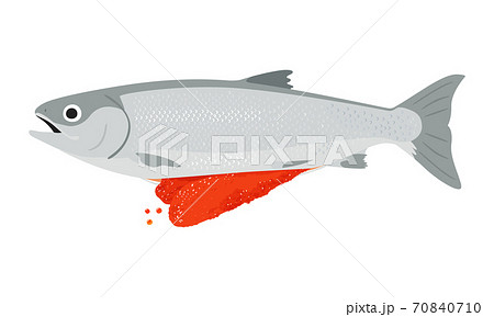 メスの子持ち銀鮭のイラスト 筋子やイクラとして食べる魚卵 のイラスト素材