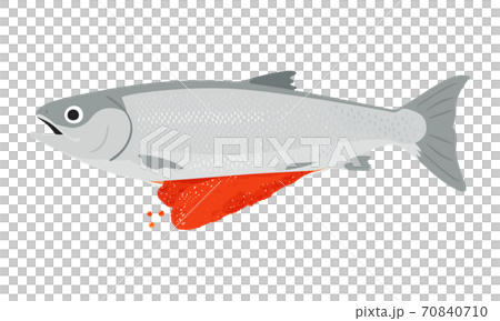 メスの子持ち銀鮭のイラスト。筋子やイクラとして食べる魚卵。 メスの子持ち銀鮭のイラスト。筋子やイクラとして食べる魚卵。 70840710