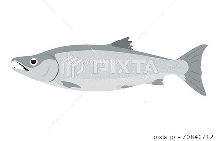 銀鮭のイラスト 顎に特徴があるオスの鮭 のイラスト素材