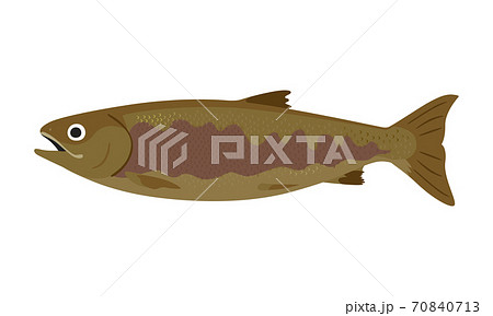 鮭のイラスト お腹がふっくらしてるメスの鮭 のイラスト素材