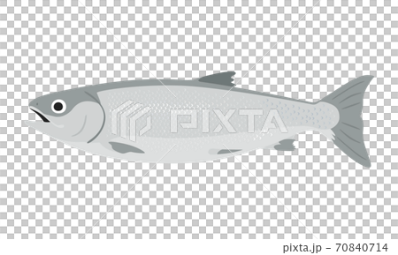 銀色三文魚的例證。雌性鮭魚,胃蓬鬆。 銀色三文魚的例證。雌性鮭魚,胃蓬鬆。 70840714