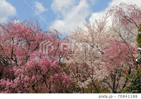 紅しだれ桜の間に咲くソメイヨシノ 紅しだれ桜の間に咲くソメイヨシノ 70841188