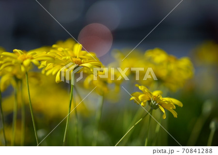 ユリオプスデージー 70841288