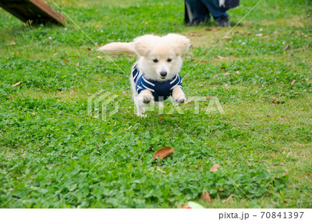 ドックランで楽しそうに遊ぶ子犬 ポメックス ドックランで楽しそうに遊ぶ子犬 ポメックス 70841397