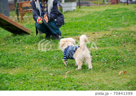 ドックランで楽しそうに遊ぶ子犬 ポメックス ドックランで楽しそうに遊ぶ子犬 ポメックス 70841399