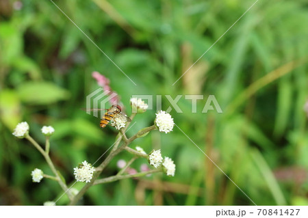 ノブキ 野蕗 の花とヒメヒラタアブの写真素材