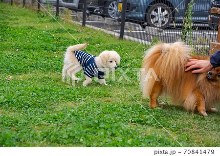 ドックランで楽しそうに遊ぶ子犬 ポメックス ポメラニアン ドックランで楽しそうに遊ぶ子犬 ポメックス ポメラニアン 70841479