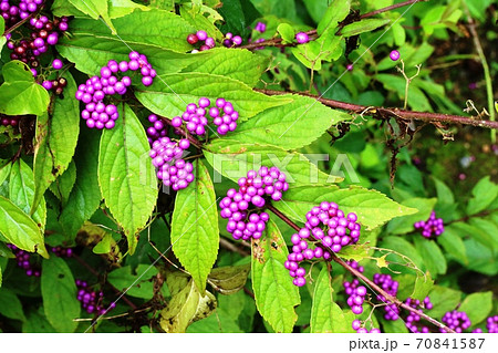 色づき始めたコムラサキ 小紫 の実が綺麗です の写真素材